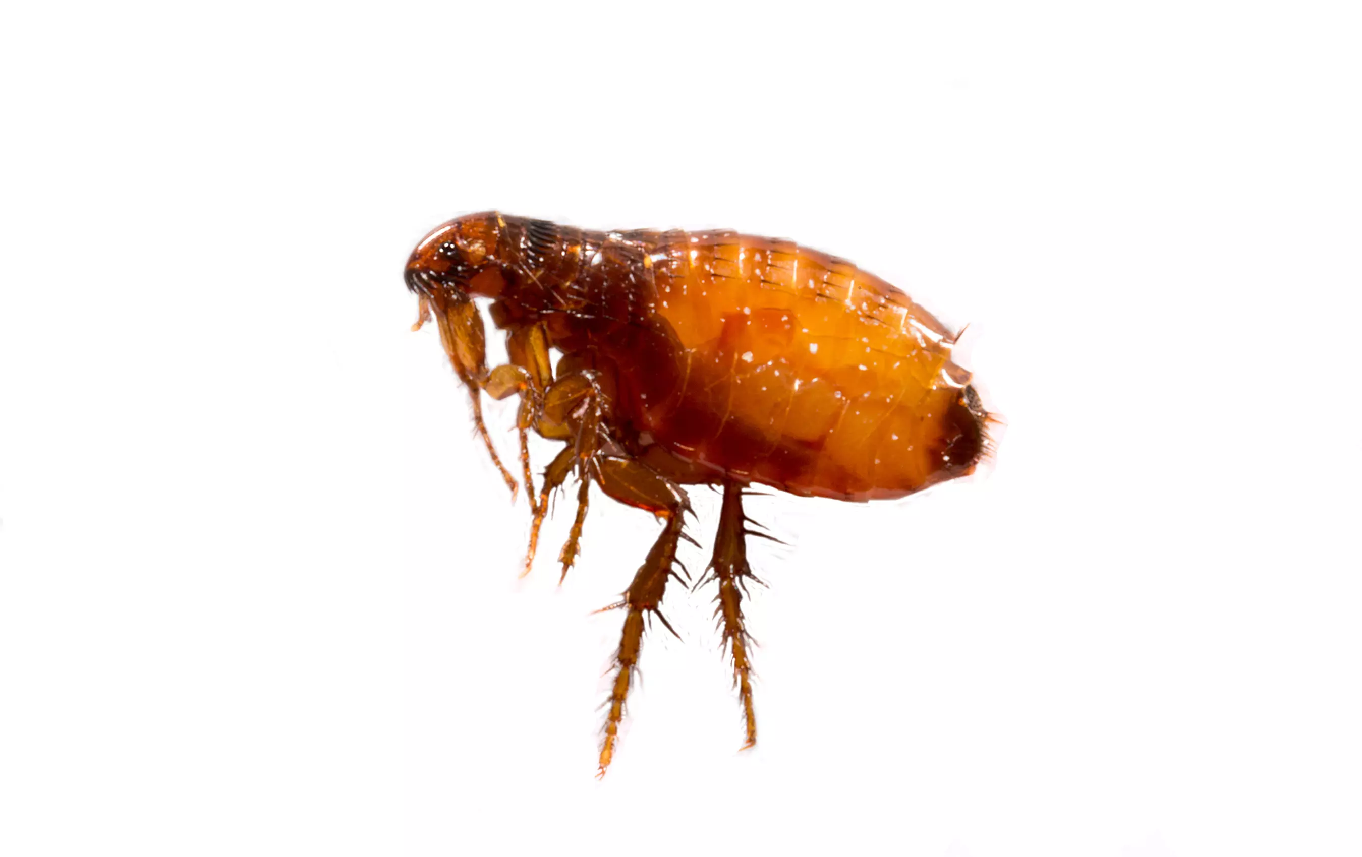 Pest Chase provides flea control