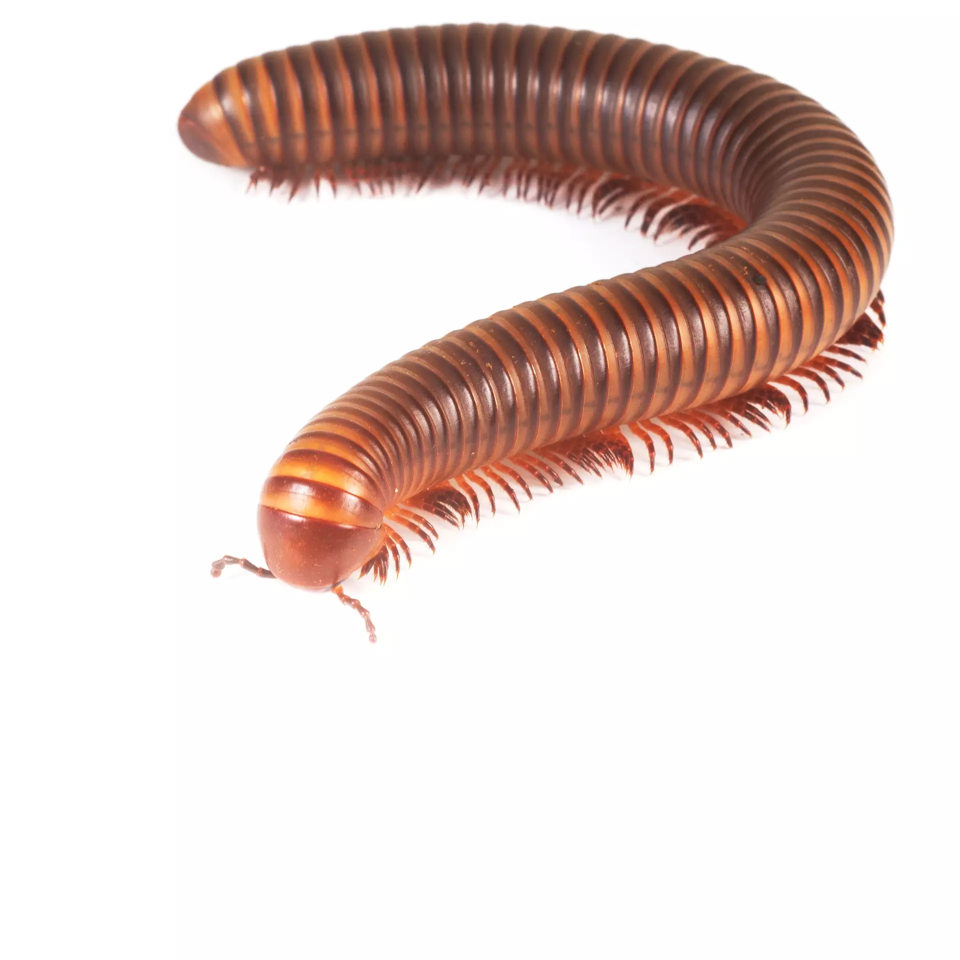 Pest Chase provides millipede control