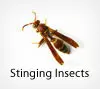 Pest Chase stinging insect control