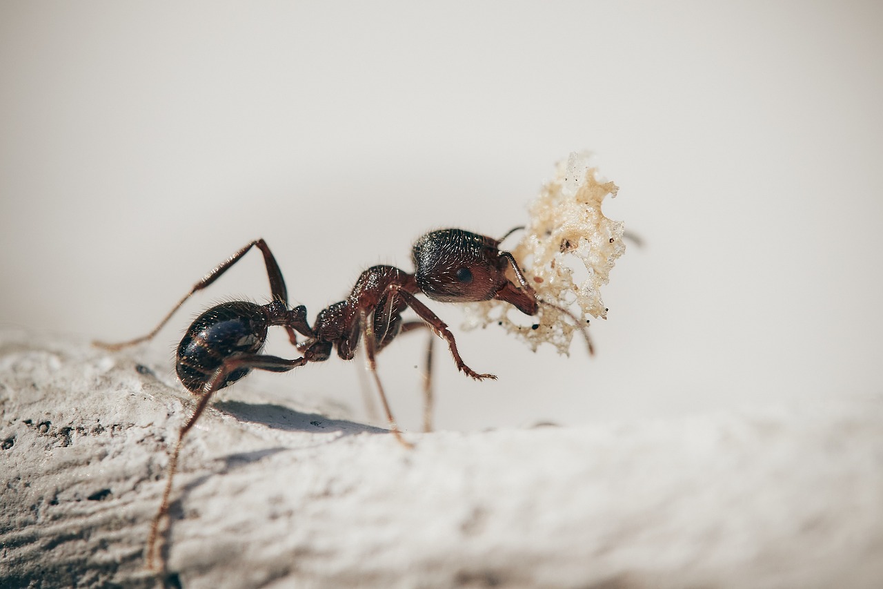 Ant Infestation in Homes