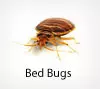 Pest Chase provides bed bug control