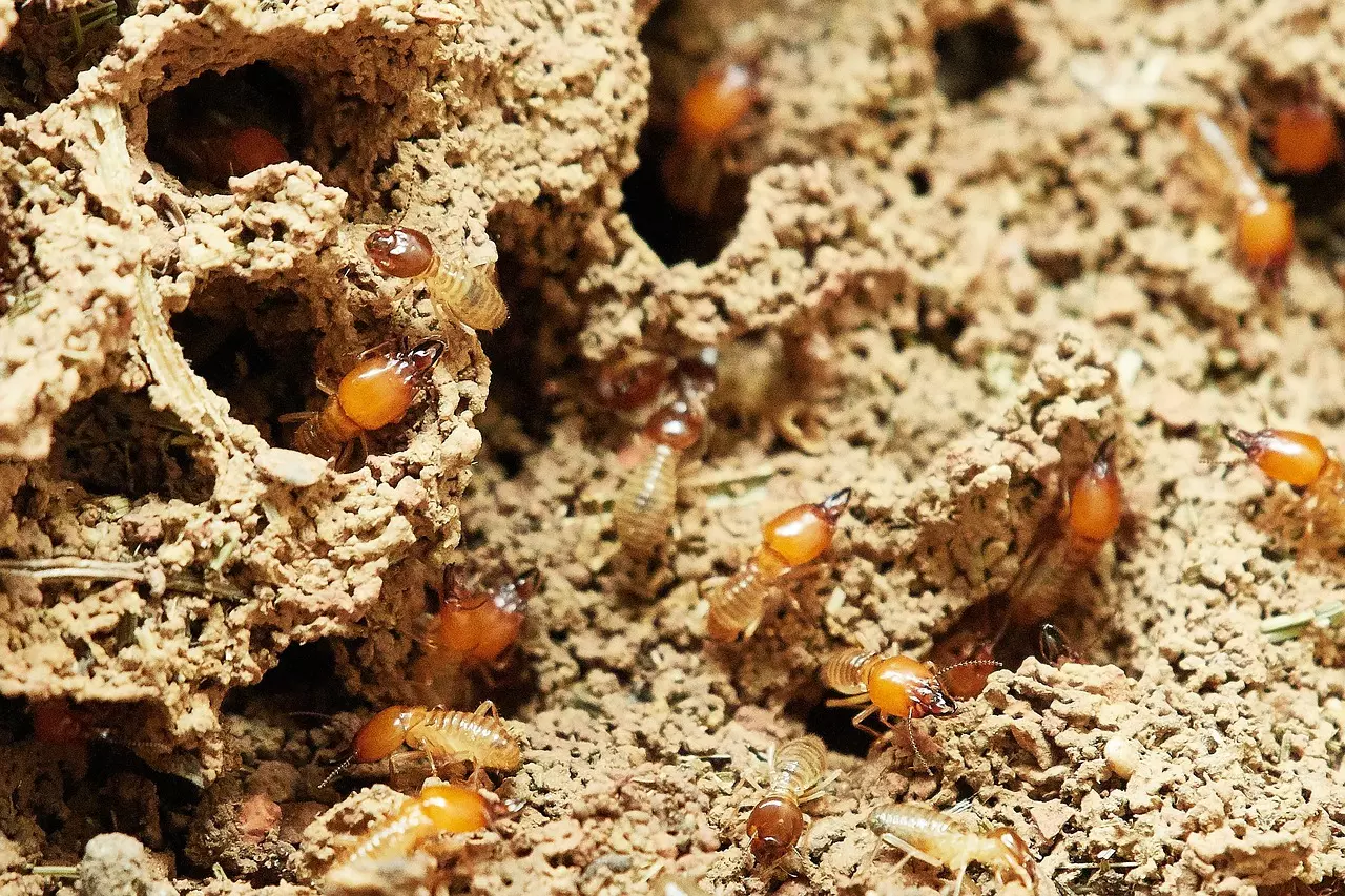 Pest Chase is top rated termite control company